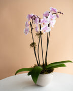 Phalaenopsis Orchid, 3-Spike (in Ceramic Planter)