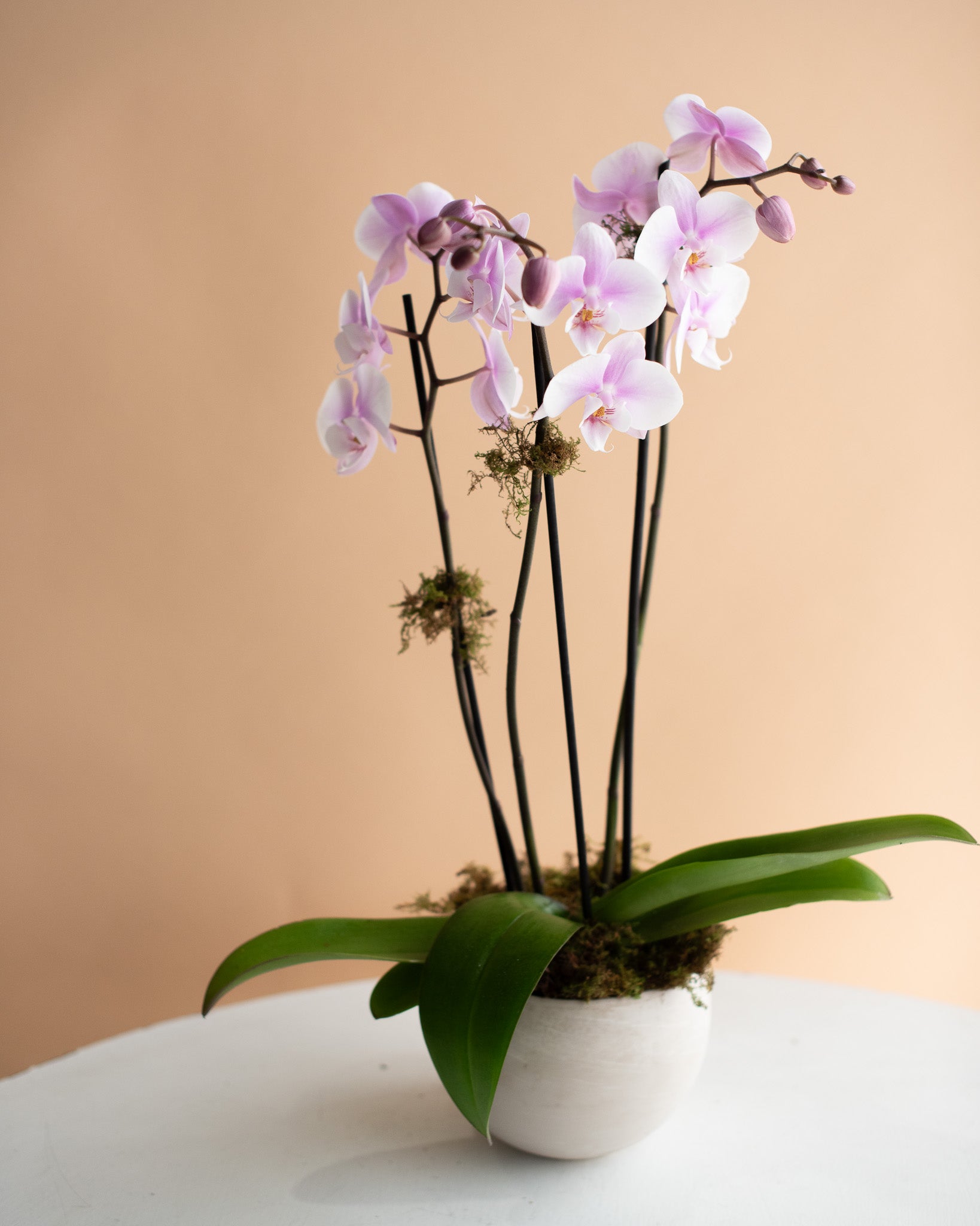 Phalaenopsis Orchid, 3-Spike (in Ceramic Planter)