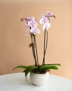 Phalaenopsis Orchid, 3-Spike (in Ceramic Planter)