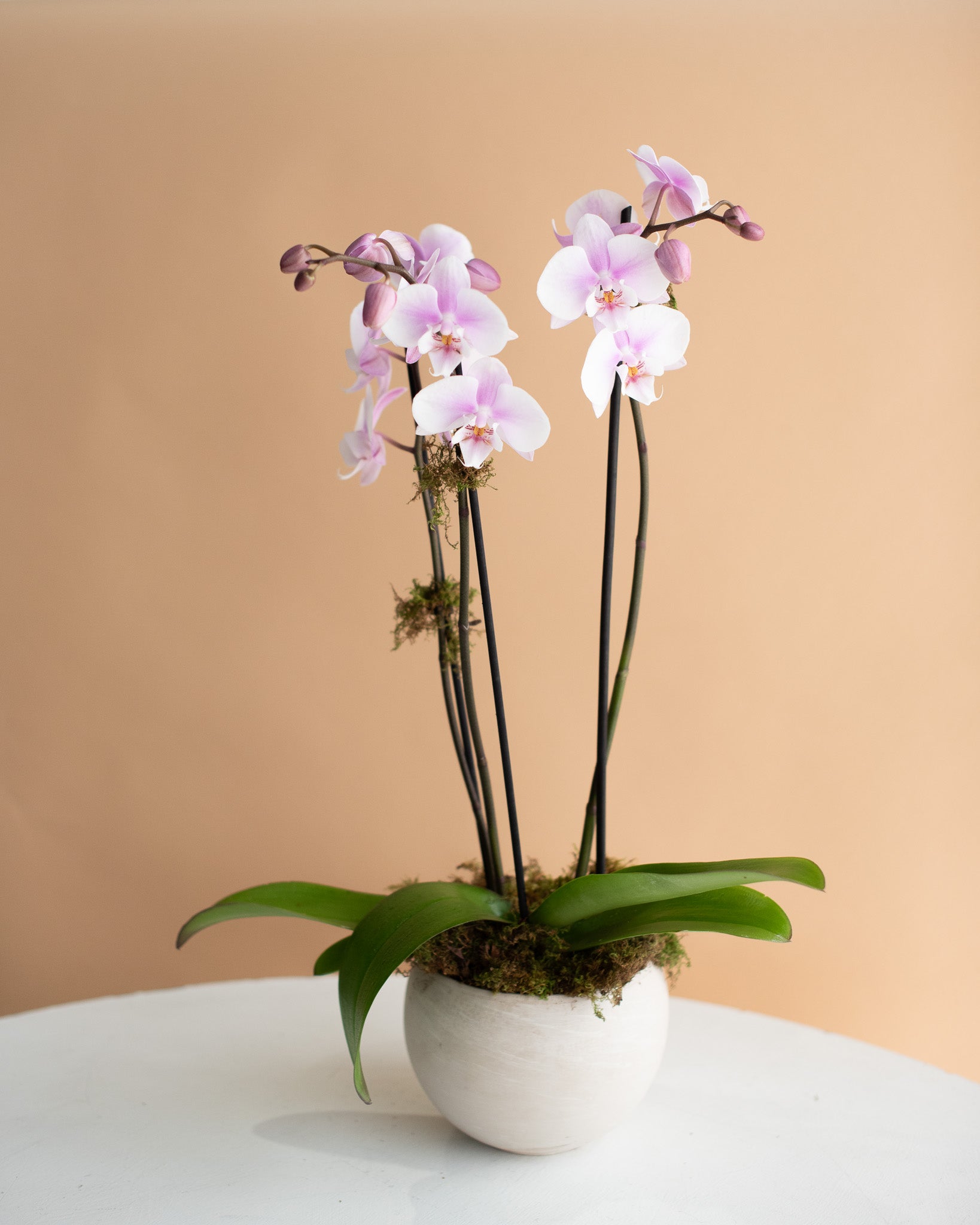 Phalaenopsis Orchid, 3-Spike (in Ceramic Planter)