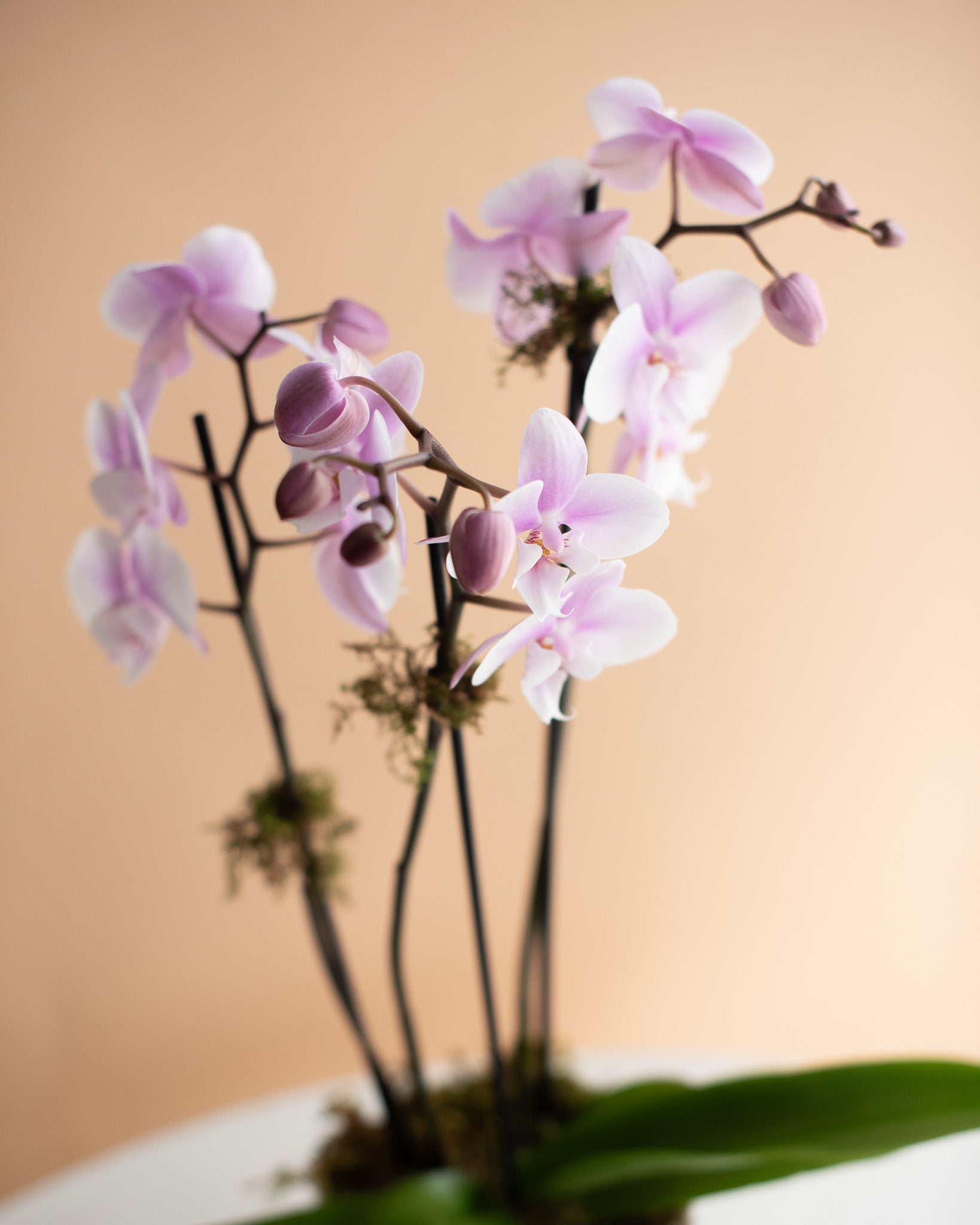 Phalaenopsis Orchid, 3-Spike (in Ceramic Planter)