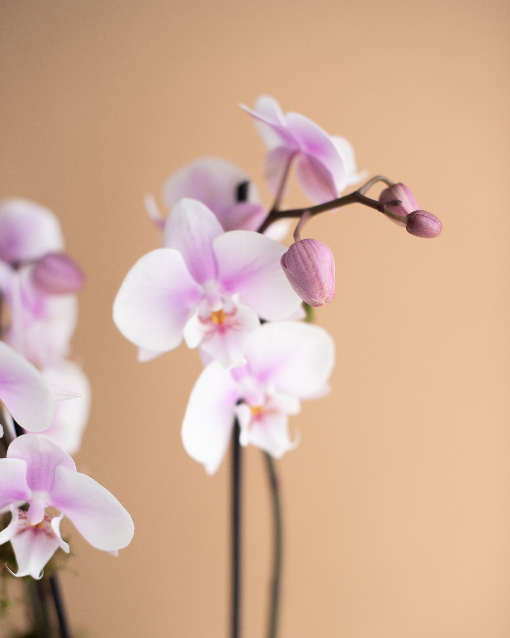Phalaenopsis Orchid, 3-Spike (in Ceramic Planter)