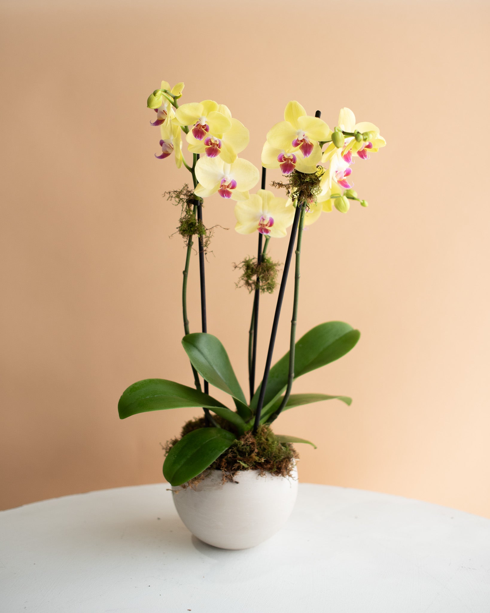 Phalaenopsis Orchid, 3-Spike (in Ceramic Planter)