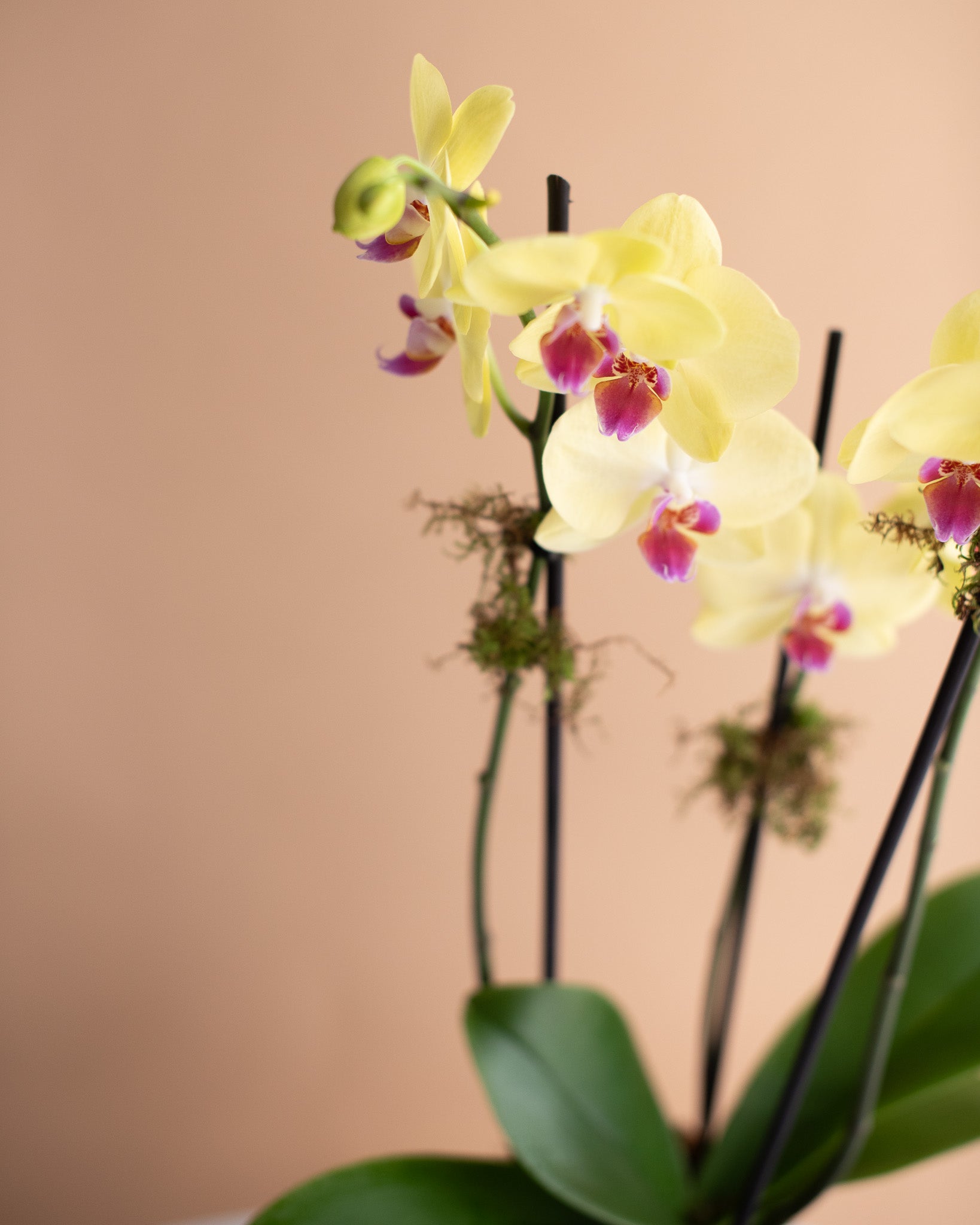 Phalaenopsis Orchid, 3-Spike (in Ceramic Planter)