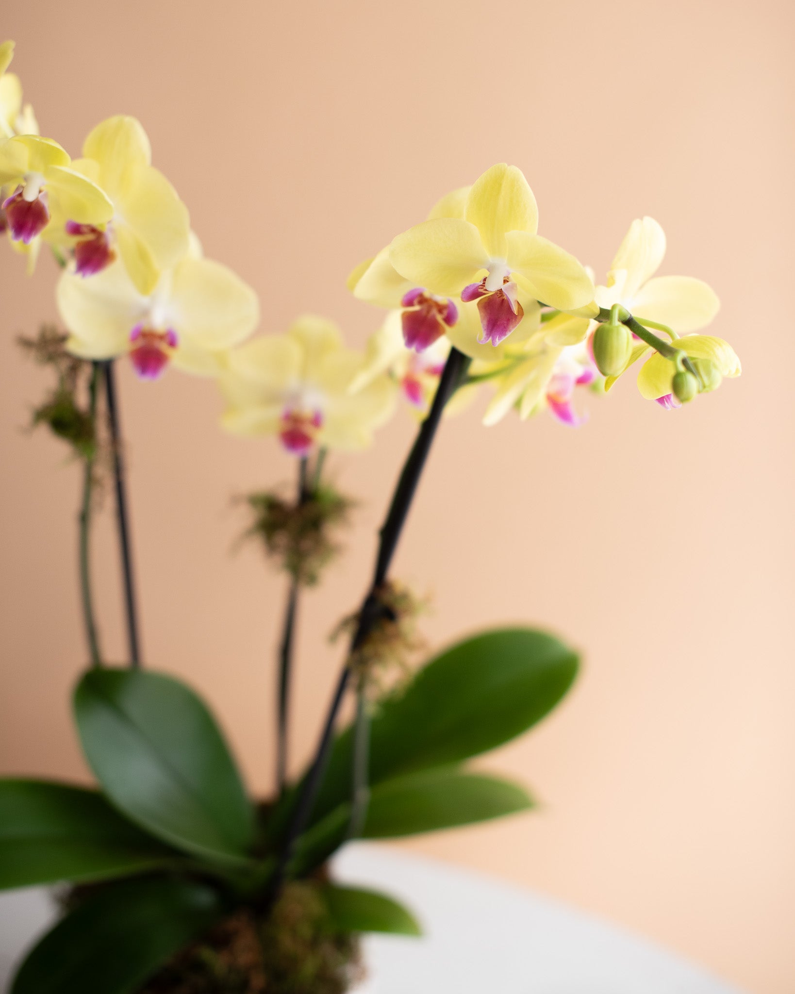 Phalaenopsis Orchid, 3-Spike (in Ceramic Planter)