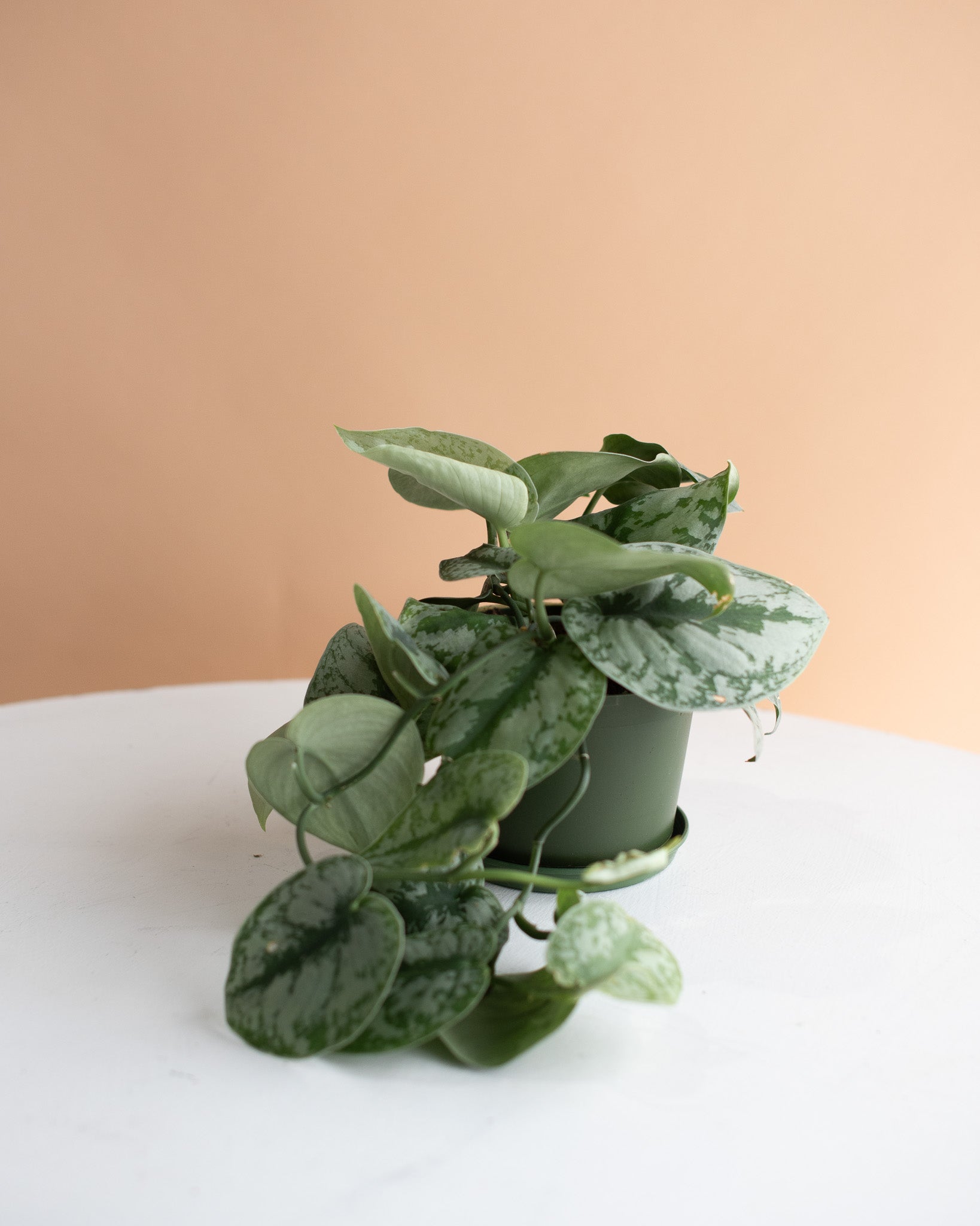 SILVER SATIN PHILODENDRON 6" Grower's Hanging Pot