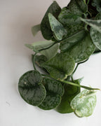 SILVER SATIN PHILODENDRON 6" Grower's Hanging Pot