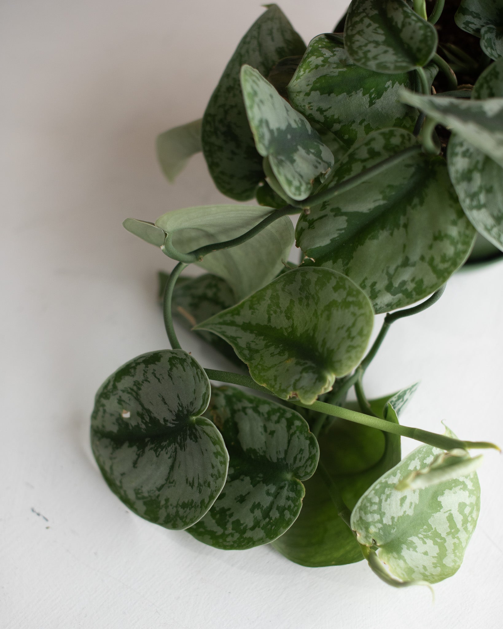 SILVER SATIN PHILODENDRON 6" Grower's Hanging Pot