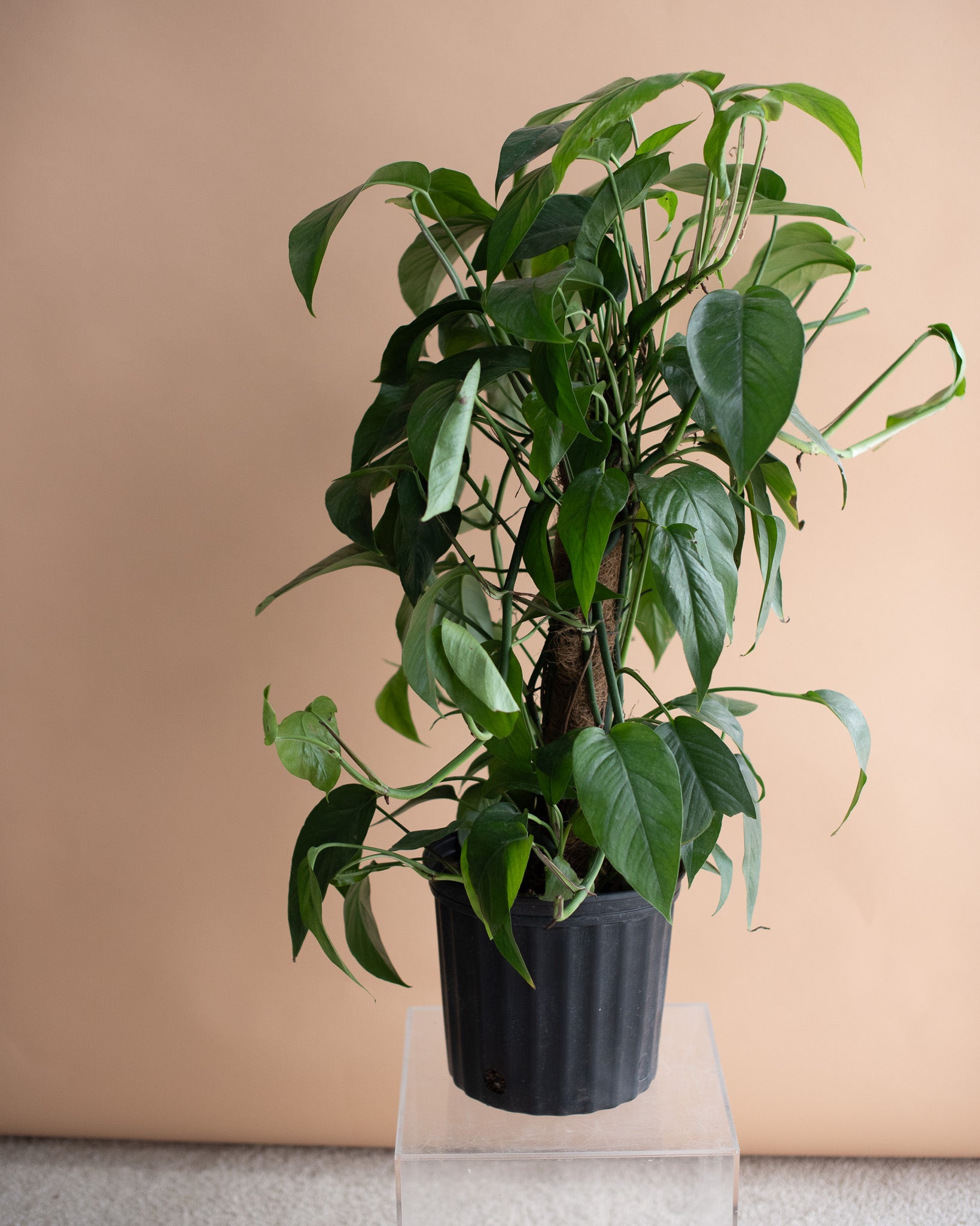DRAGON'S TAIL (Epipremnum pinnatum) 9" Grower's Pot