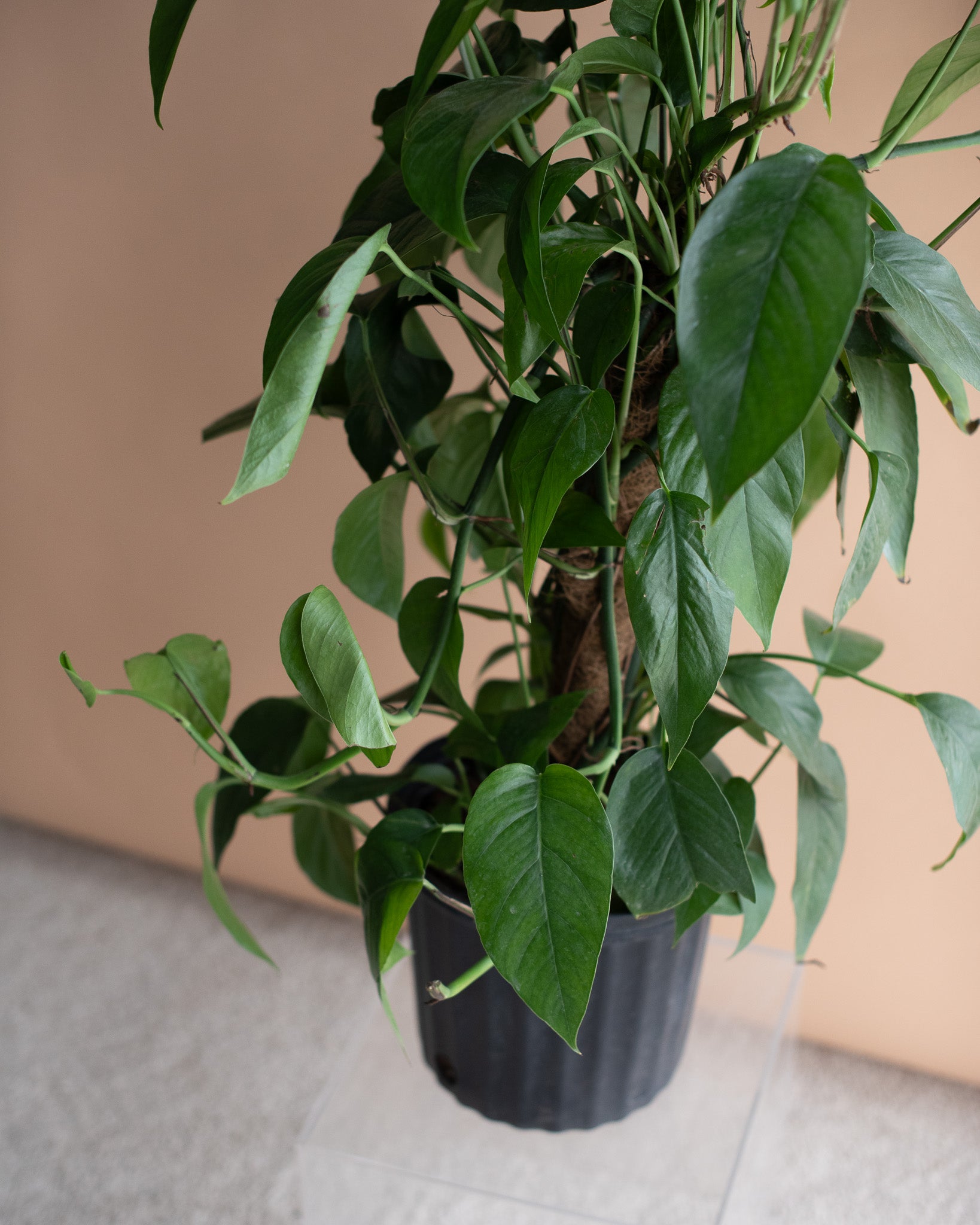 DRAGON'S TAIL (Epipremnum pinnatum) 9" Grower's Pot