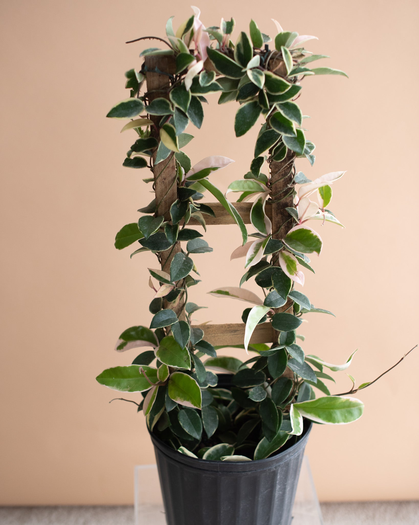 HOYA CRIMSON QUEEN 9" Grower's Pot