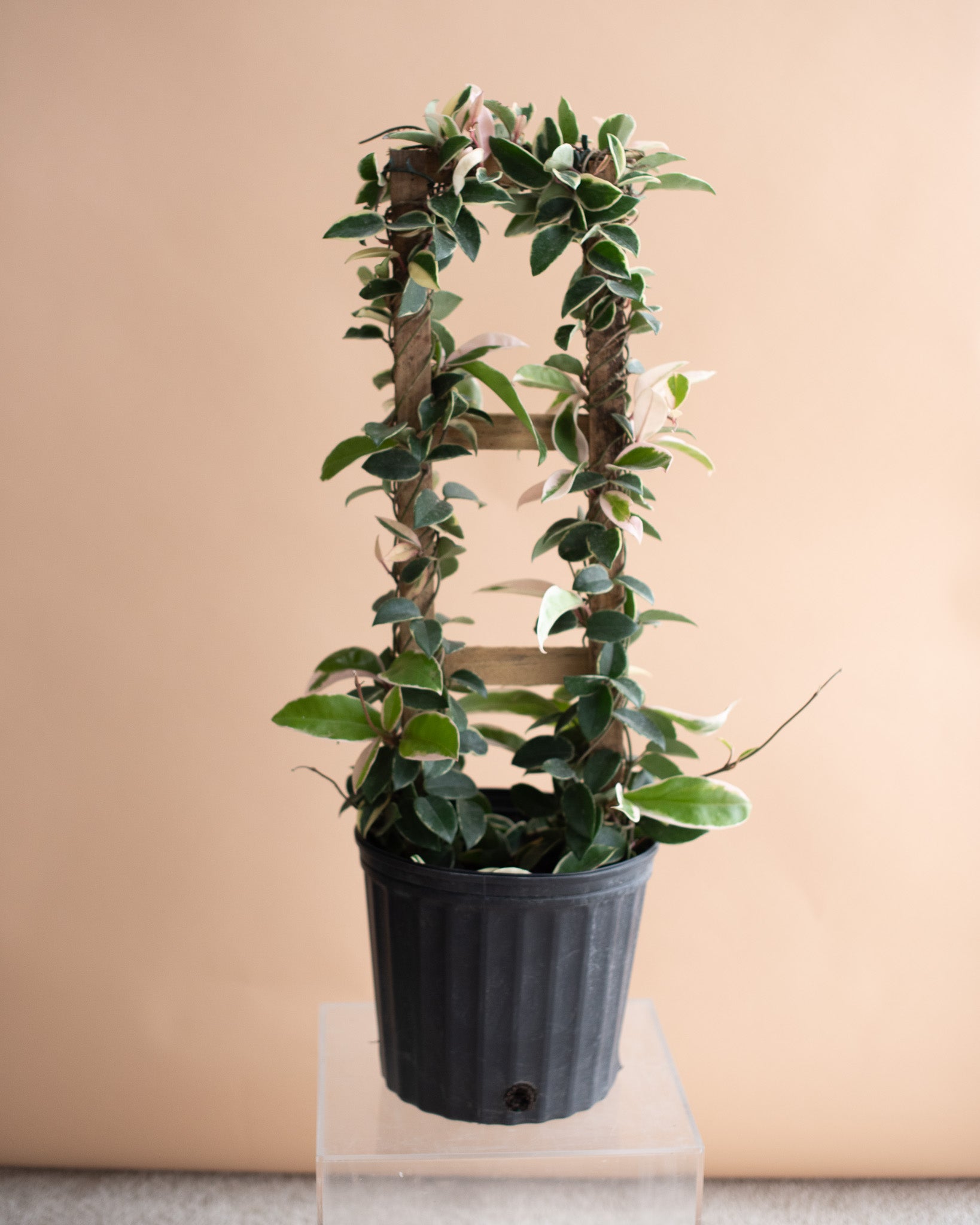 HOYA CRIMSON QUEEN 9" Grower's Pot