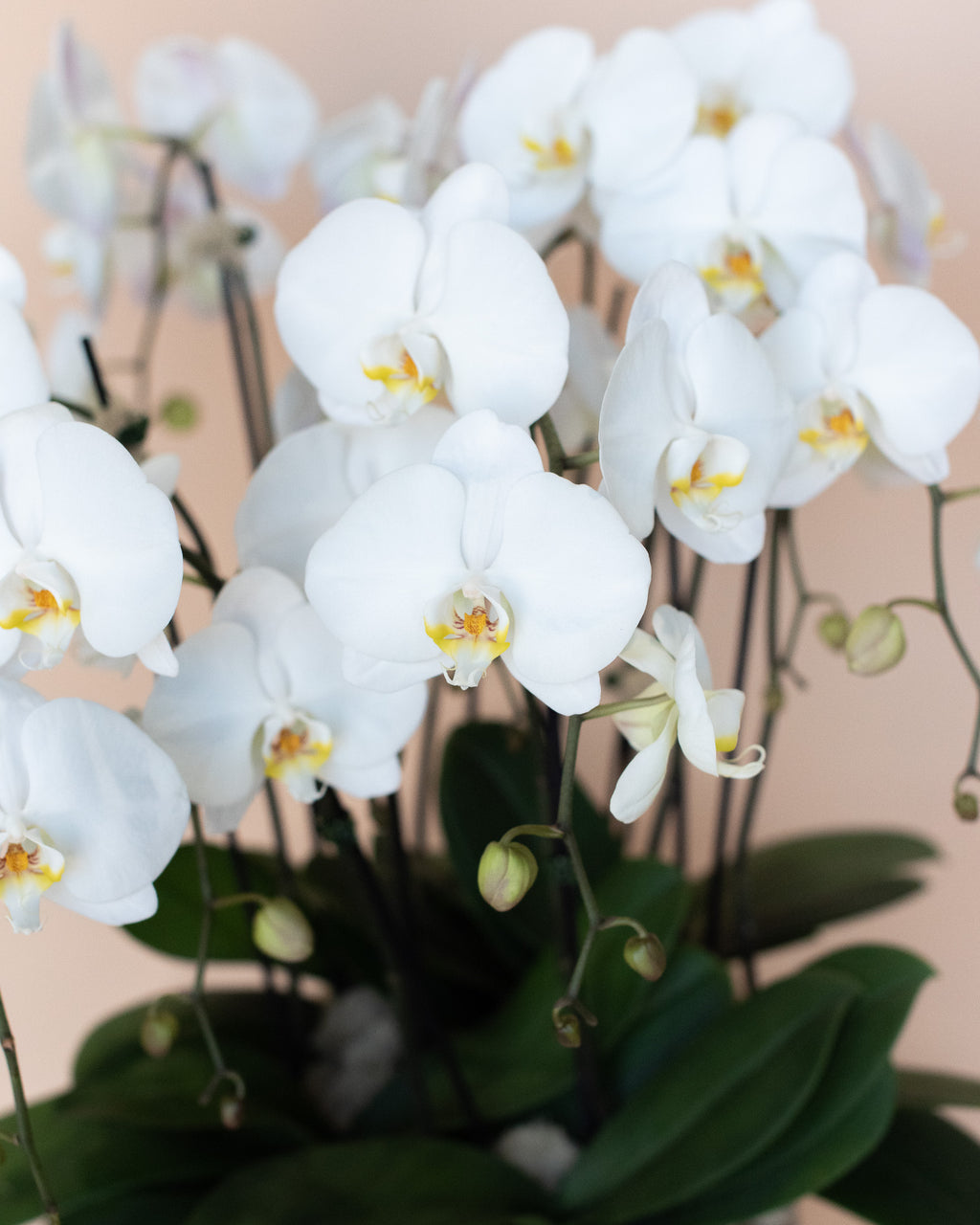 Grand Orchid Planter