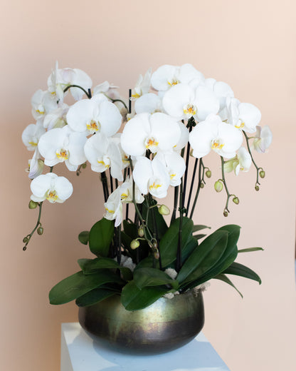 Grand Orchid Planter