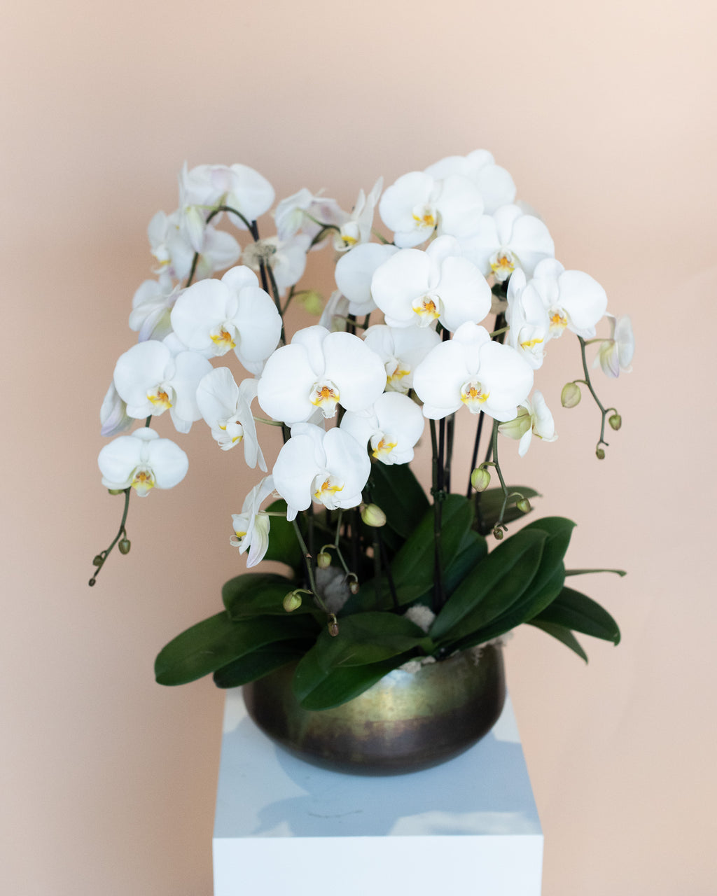 Grand Orchid Planter