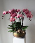 Grand Orchid Planter