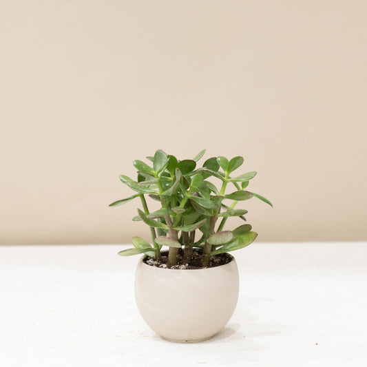 Jade Plant & Luna Pot(Small)