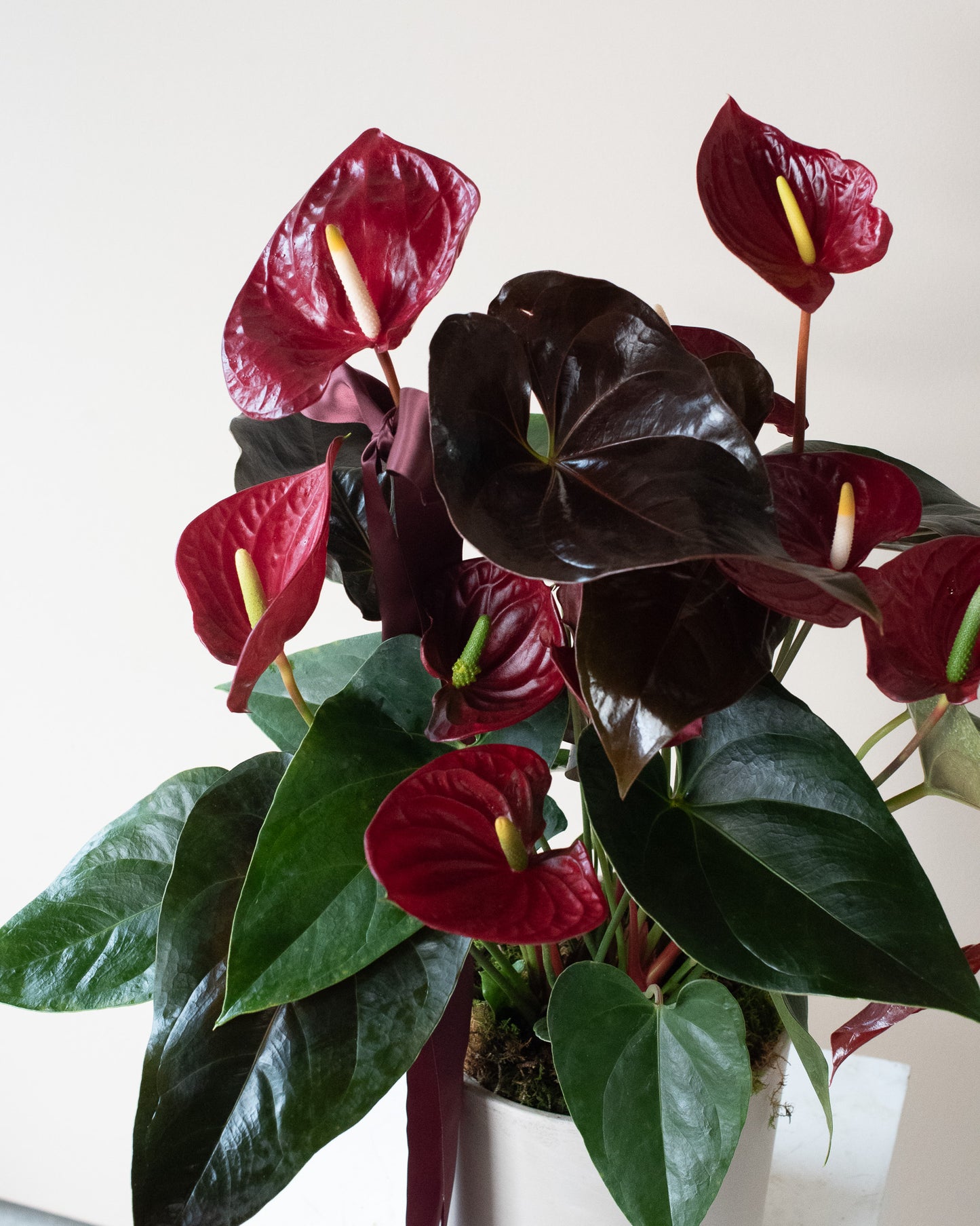 Potted Anthurium