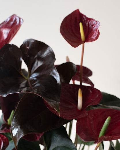 Potted Anthurium