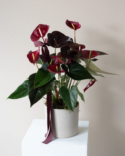 Potted Anthurium