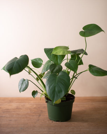 MONSTERA 6" Grower's Pot