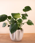 Potted Monstera Plant