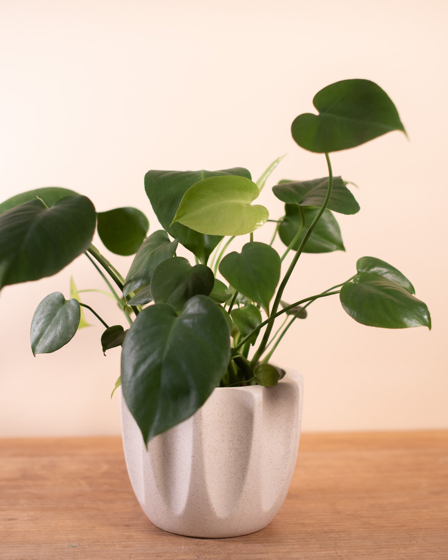Potted Monstera Plant