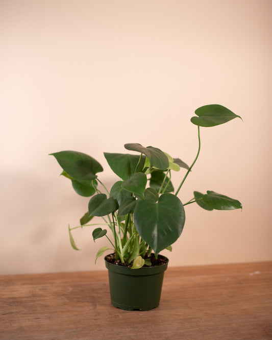 MONSTERA 6" Grower's Pot