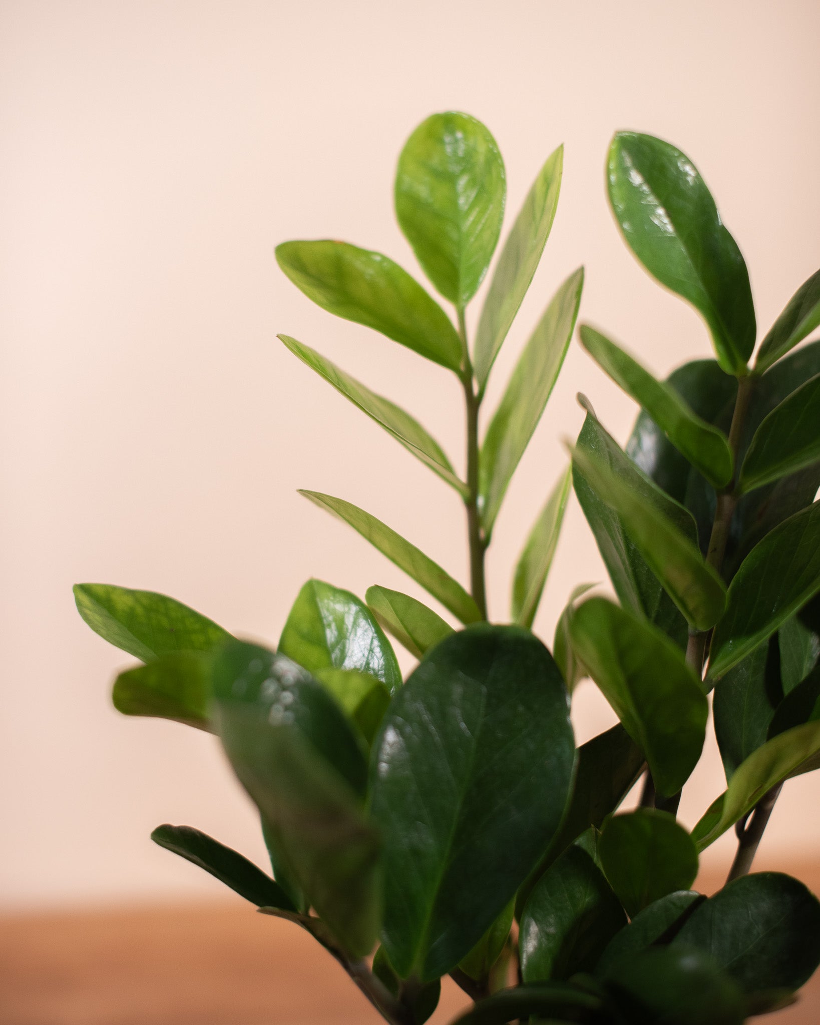 ZZ PLANT (ZANZIBAR GEM) 6" Grower's Pot