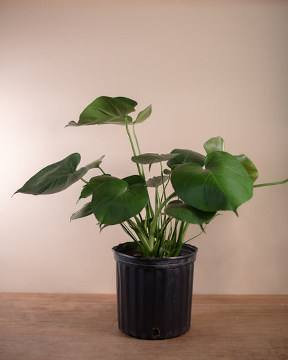 MONSTERA 10" Grower's Pot