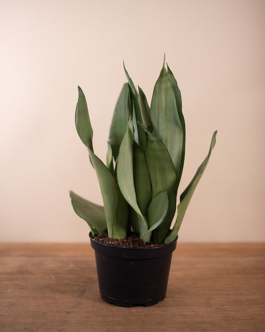 WHALE-FIN SANSEVERIA 6" Grower's Pot