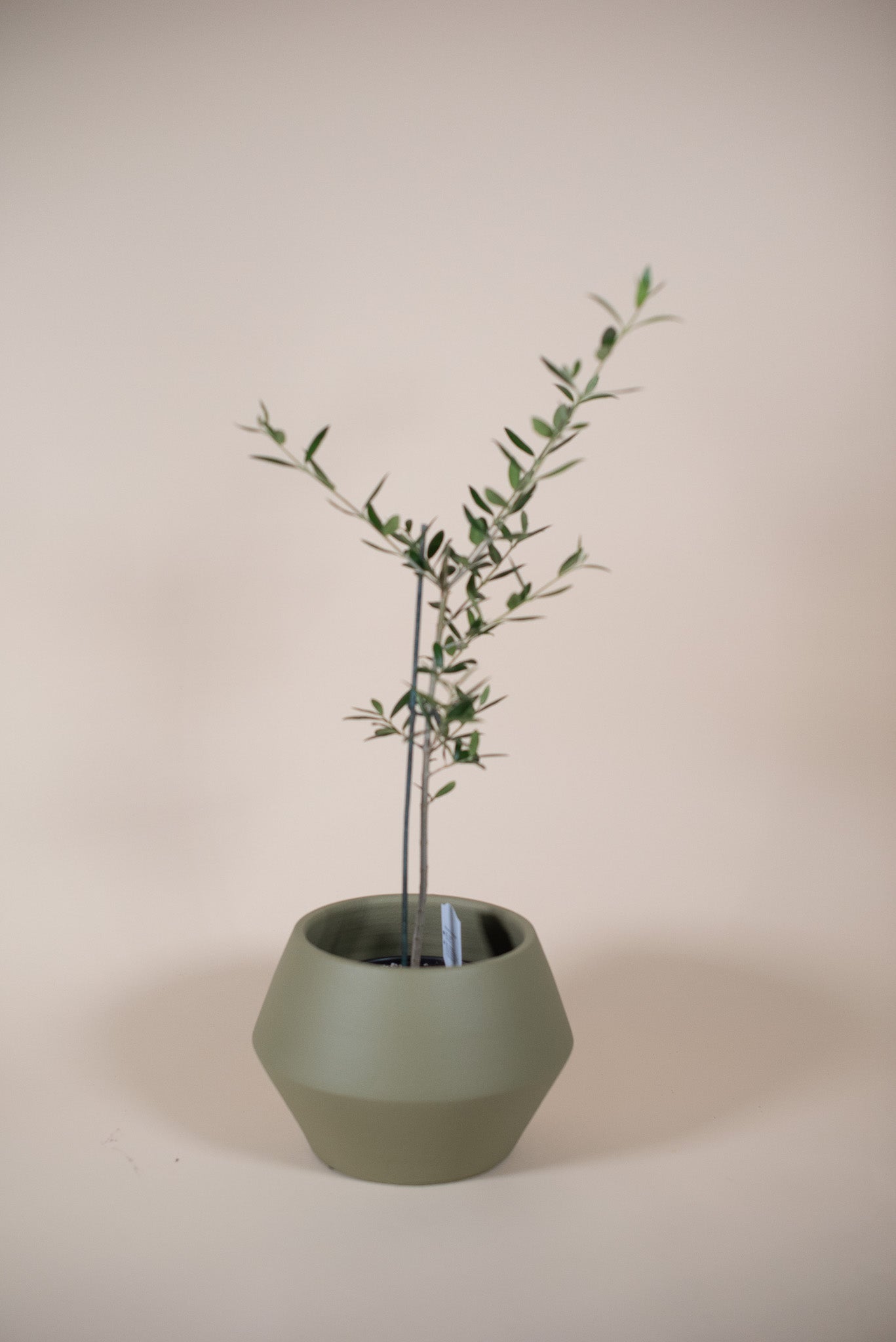 OLIVE TREE 6" Grower's Pot