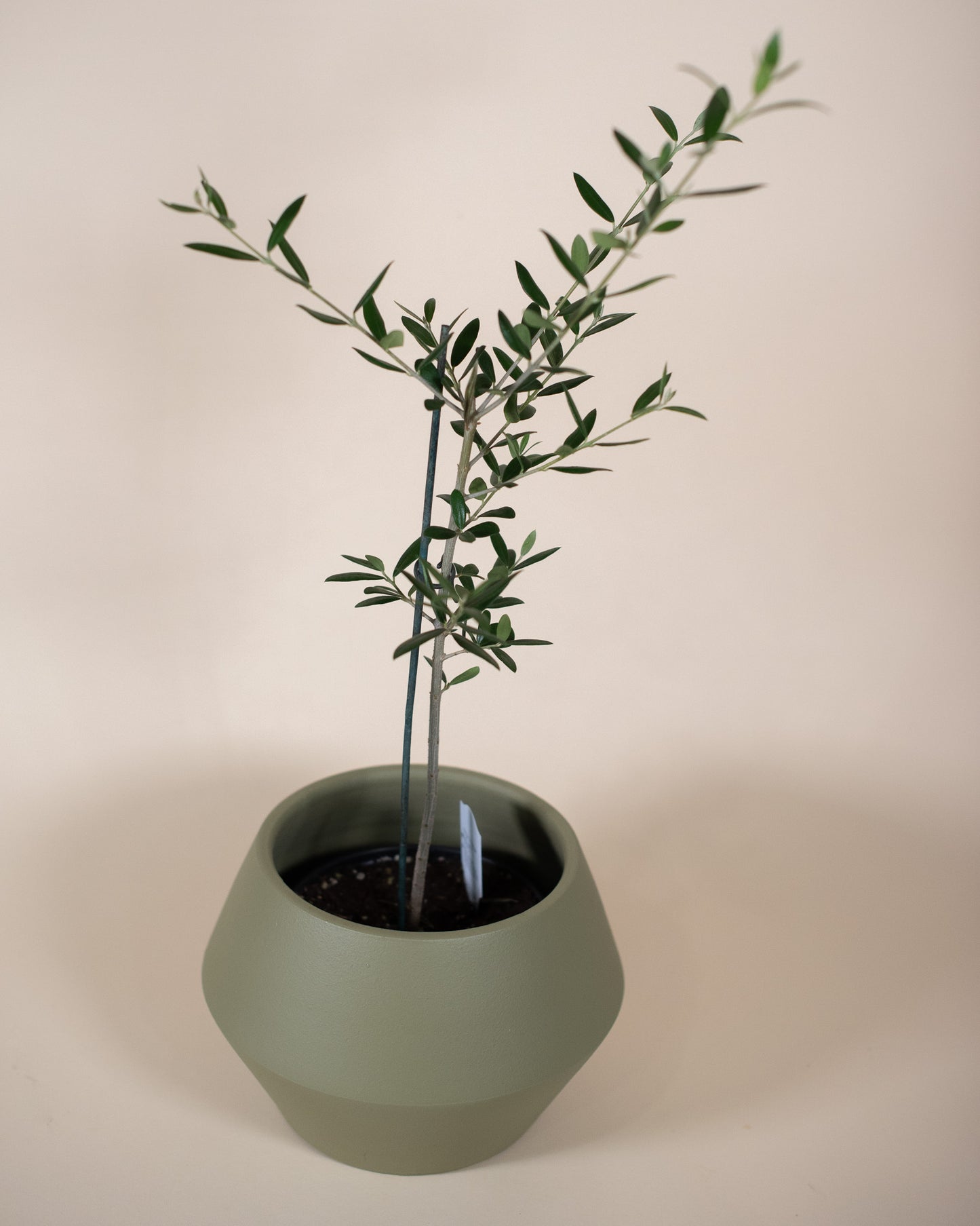 OLIVE TREE 6" Grower's Pot