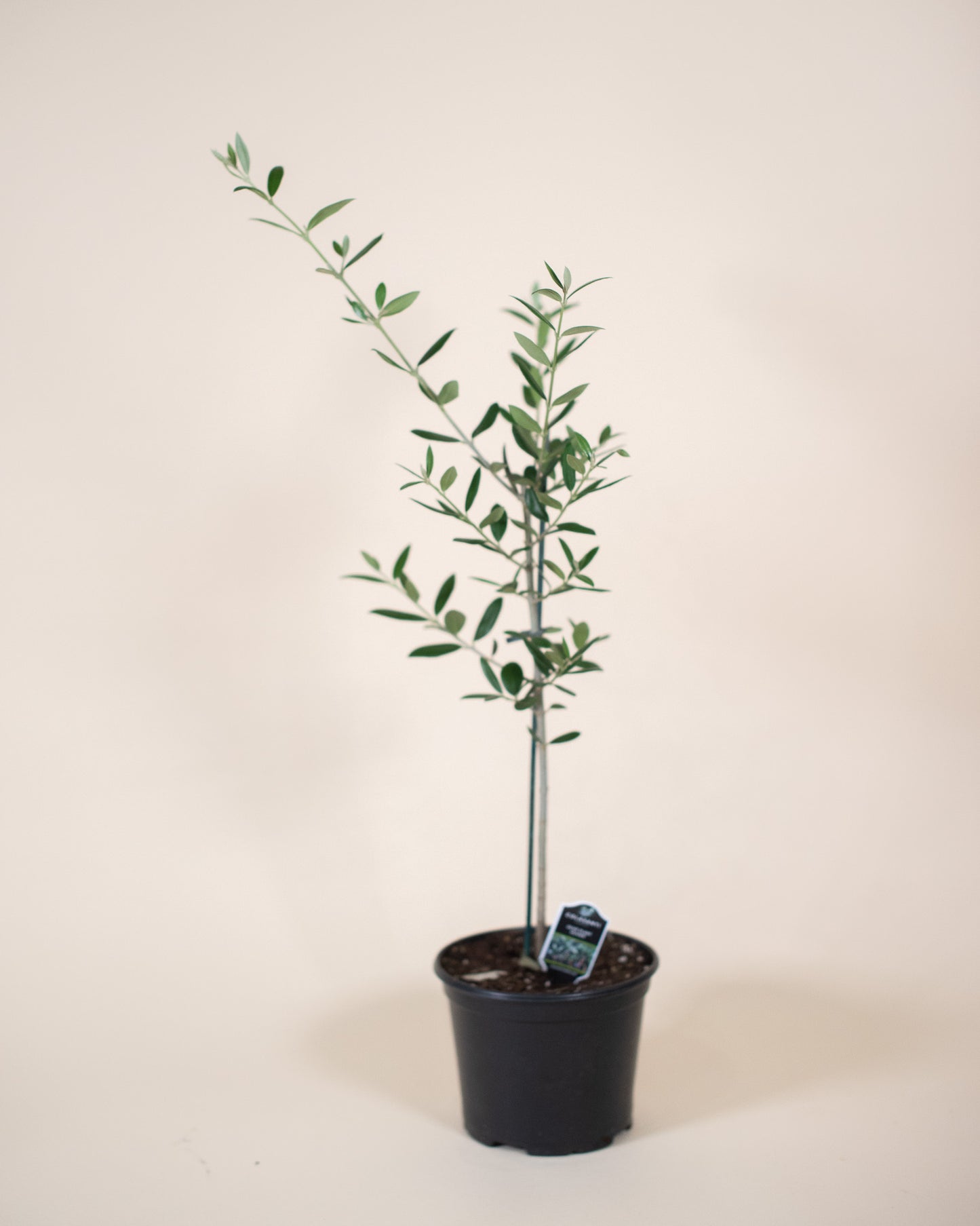 OLIVE TREE 6" Grower's Pot