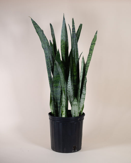 SANSEVERIA ZEYLANICA 10" Grower's Pot