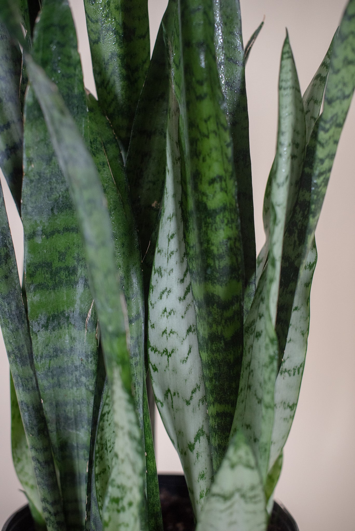 SANSEVERIA ZEYLANICA 10" Grower's Pot