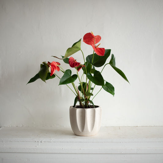 Potted Anthurium in Beaumont Ceramic Planter (Medium)