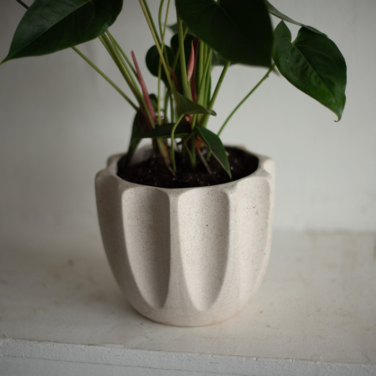 Potted Anthurium in Beaumont Ceramic Planter (Medium)