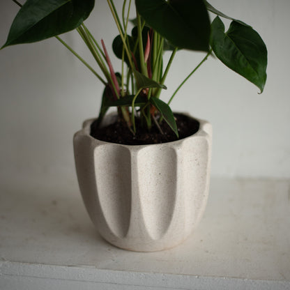 Potted Anthurium in Beaumont Ceramic Planter (Medium)