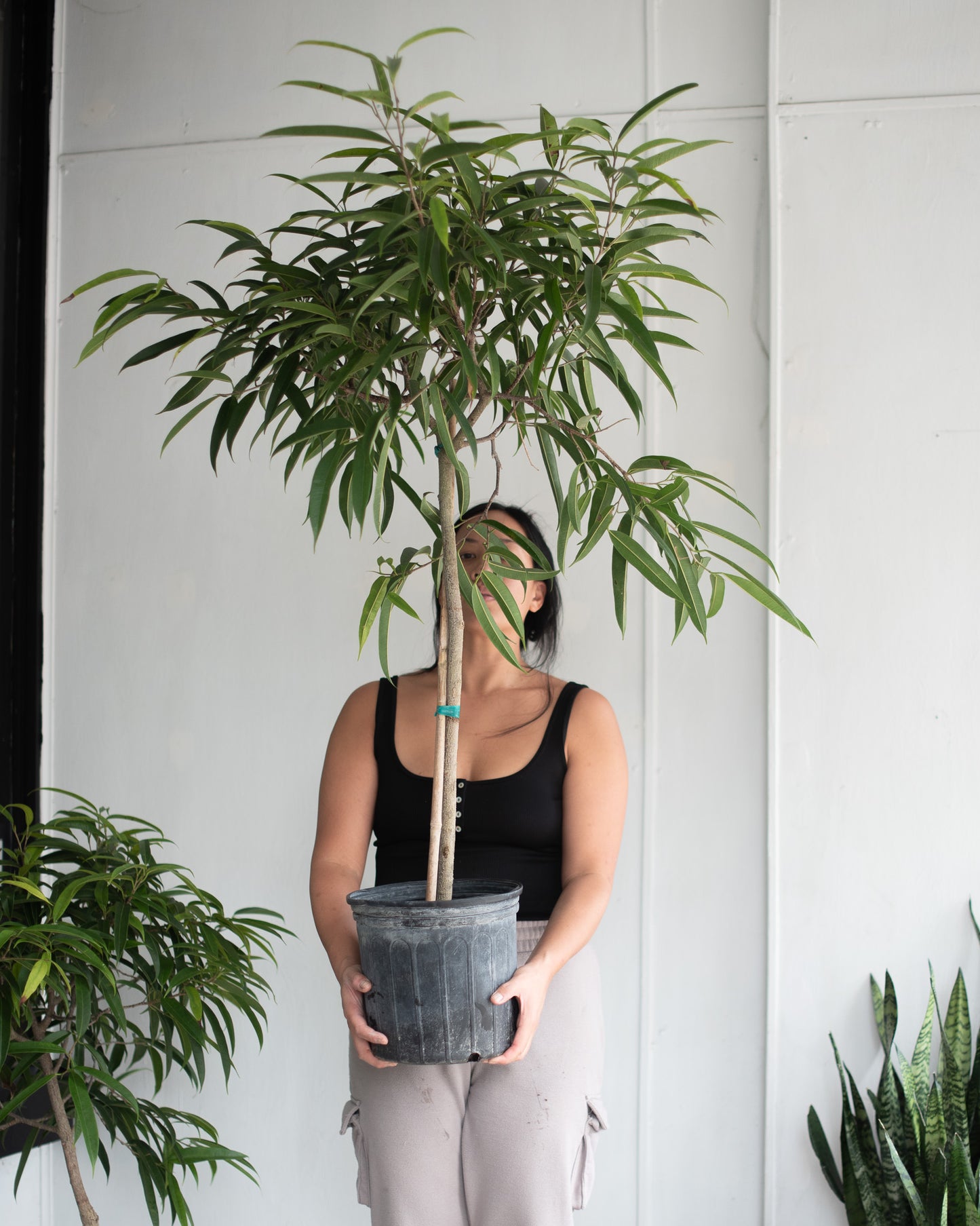 FICUS ALII (MACLELLANDII) 10" Grower's Pot *4 FT. TALL!*