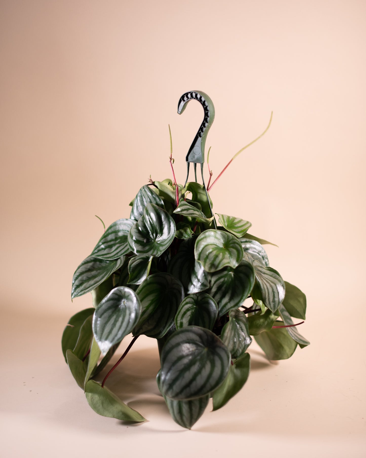 WATERMELON PEPEROMIA 6" Hanging Grower's Pot