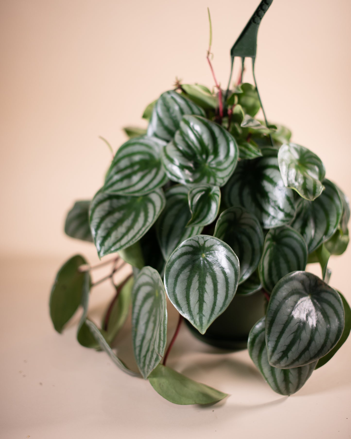 WATERMELON PEPEROMIA 6" Hanging Grower's Pot