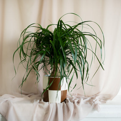 Ponytail Palm in Checkerboard Pot
