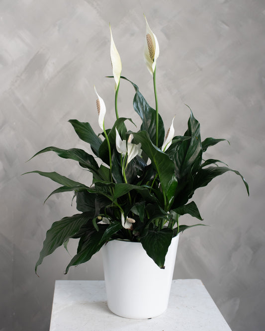 Peace Lily (Spathiphyllum)