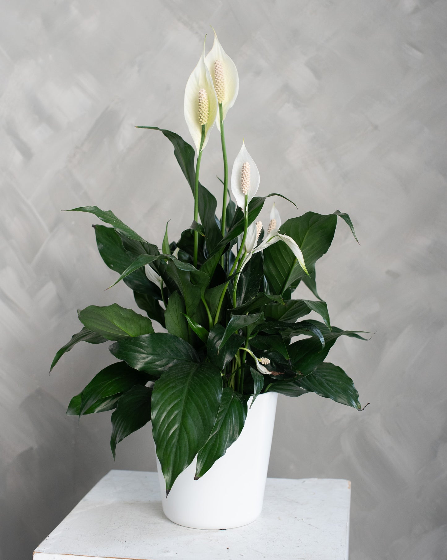 Peace Lily (Spathiphyllum)