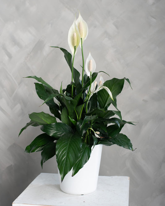 Peace Lily (Spathiphyllum)