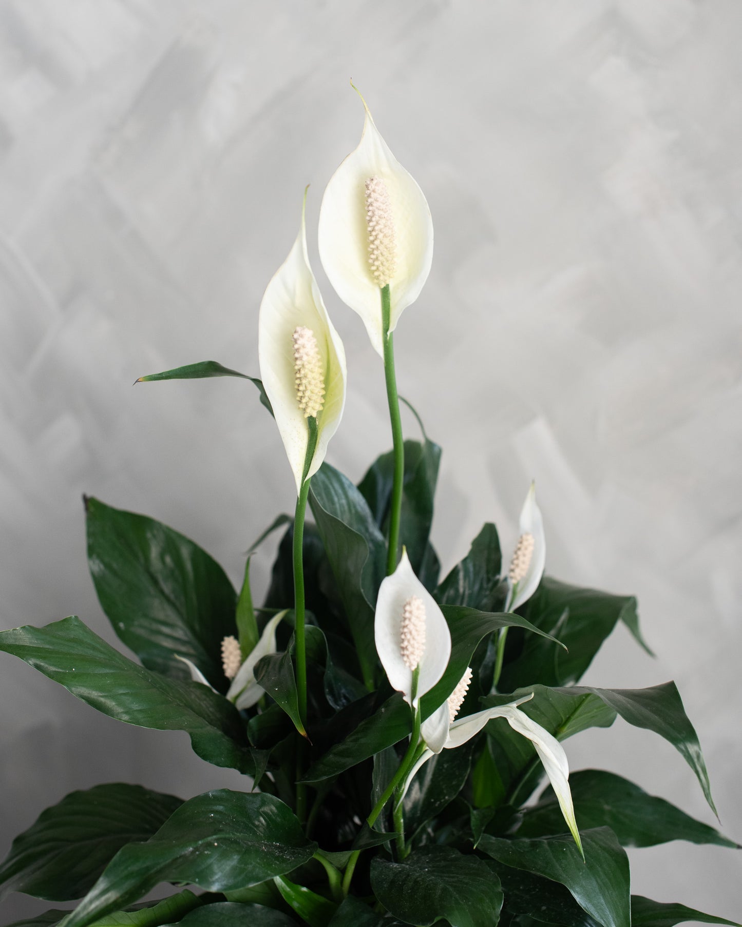 Peace Lily (Spathiphyllum)