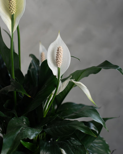 Peace Lily (Spathiphyllum)