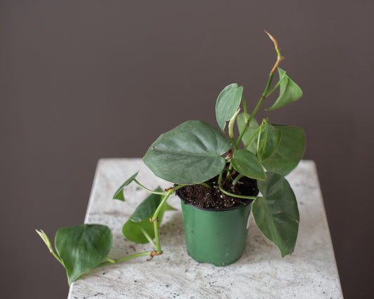 Heartleaf Philodendron (Philodendron hederaceum), 3.5"