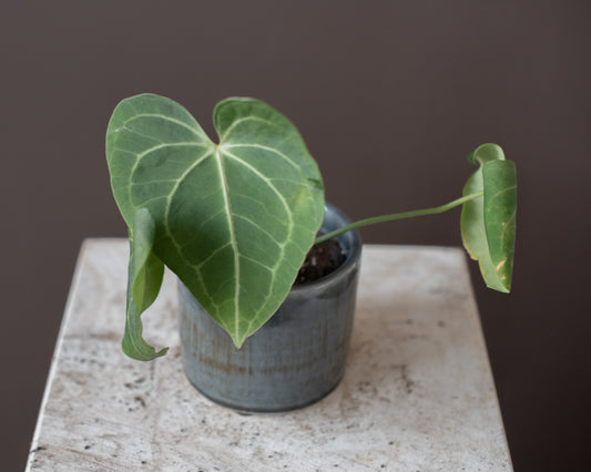 Velvet Cardboard Anthurium (Anthurium Clarinervium), 4"